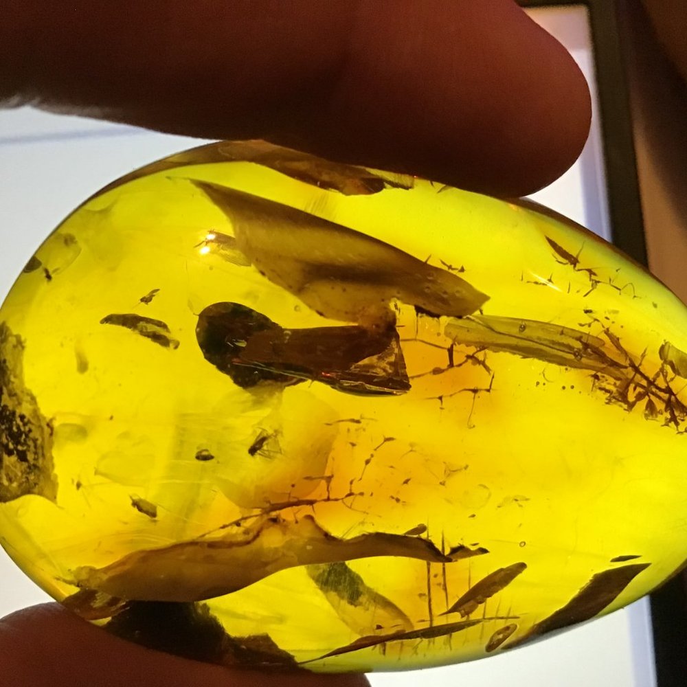 SOLD ! 100% Natural Baltic Amber.inclusion huge amber